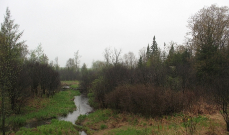 View of creek and marshy scrub on a wet spring day