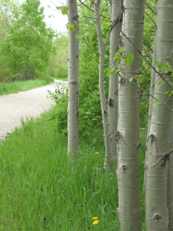 Close-up of aspens with trail in the background