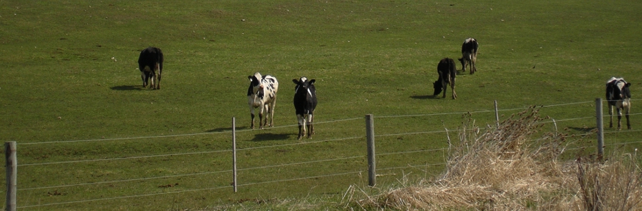 Curious cows peering toward the trail