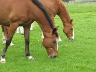 Horses grazing near Elmira