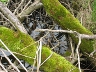 Closeup of mossy logs in wetland