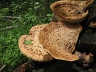 Closeup of tree fungus